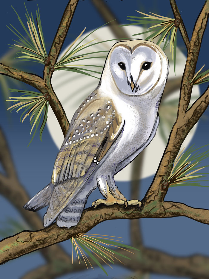 Barn Owl