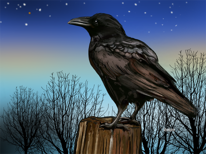 Evening Crow