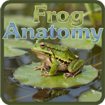 Frog Anatomy